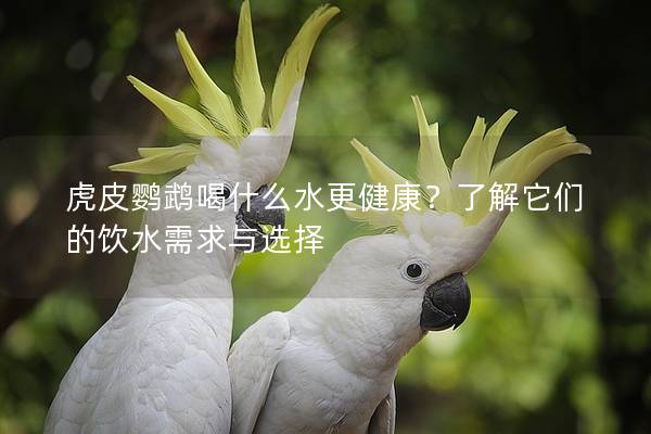 虎皮鹦鹉喝什么水更健康？了解它们的饮水需求与选择