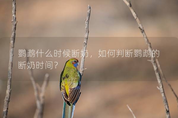 鹦鹉什么时候断奶，如何判断鹦鹉的断奶时间？