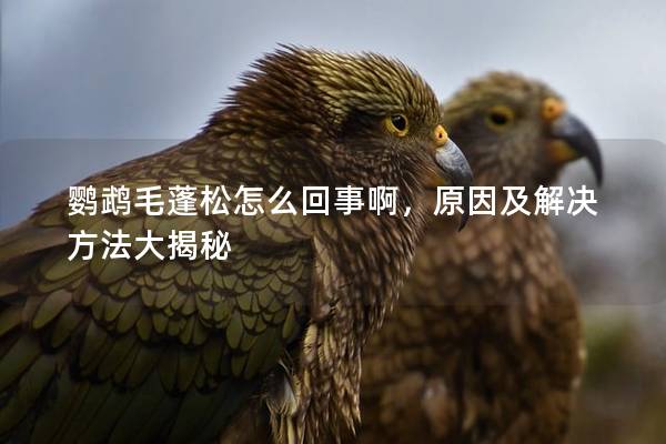 鹦鹉毛蓬松怎么回事啊，原因及解决方法大揭秘