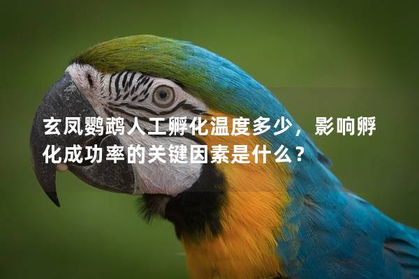 玄凤鹦鹉人工孵化温度多少，影响孵化成功率的关键因素是什么？