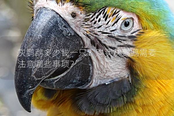 灰鹦鹉多少钱一只？购买灰鹦鹉需要注意哪些事项？