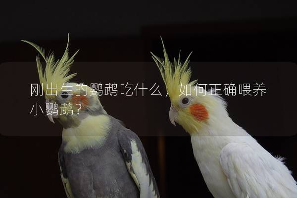 刚出生的鹦鹉吃什么，如何正确喂养小鹦鹉？