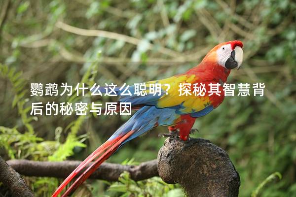 鹦鹉为什么这么聪明？探秘其智慧背后的秘密与原因