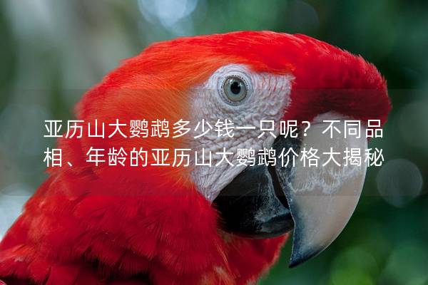亚历山大鹦鹉多少钱一只呢？不同品相、年龄的亚历山大鹦鹉价格大揭秘