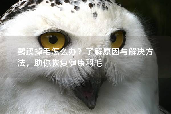 鹦鹉掉毛怎么办？了解原因与解决方法，助你恢复健康羽毛
