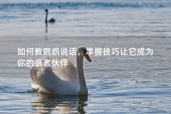 如何教鹦鹉说话，掌握技巧让它成为你的语言伙伴