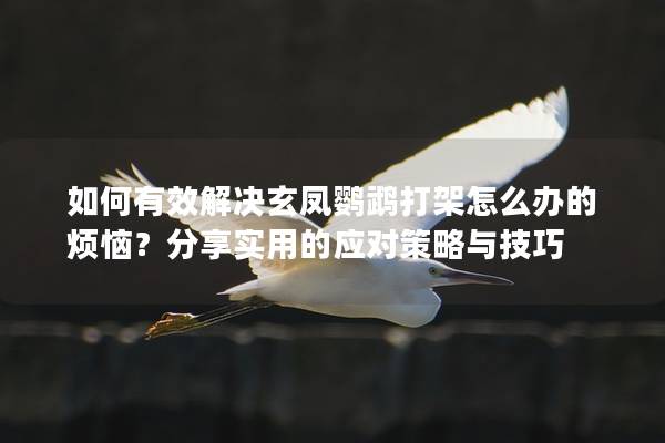 如何有效解决玄凤鹦鹉打架怎么办的烦恼？分享实用的应对策略与技巧