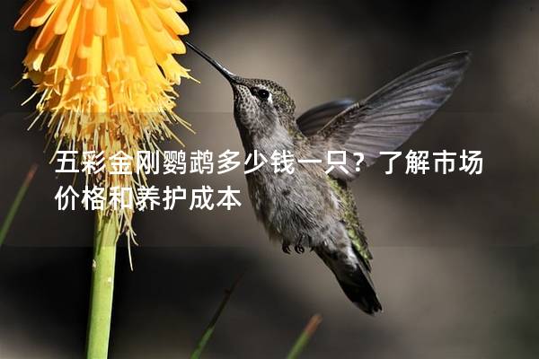 五彩金刚鹦鹉多少钱一只？了解市场价格和养护成本