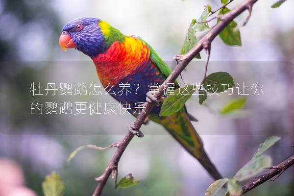 牡丹鹦鹉怎么养？掌握这些技巧让你的鹦鹉更健康快乐