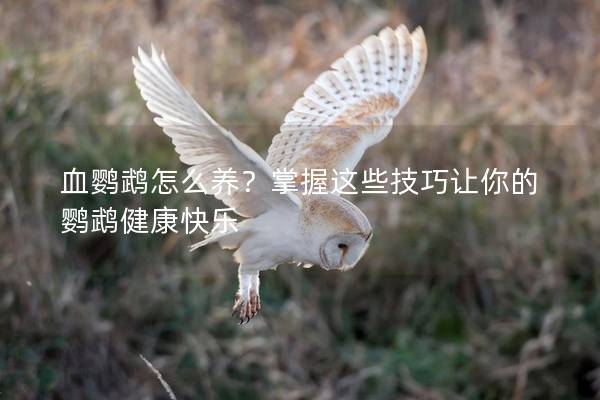 血鹦鹉怎么养？掌握这些技巧让你的鹦鹉健康快乐