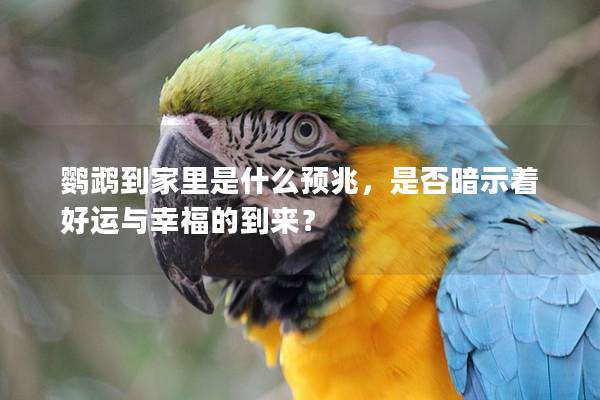 鹦鹉到家里是什么预兆，是否暗示着好运与幸福的到来？