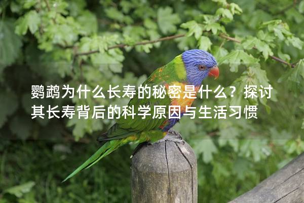 鹦鹉为什么长寿的秘密是什么？探讨其长寿背后的科学原因与生活习惯