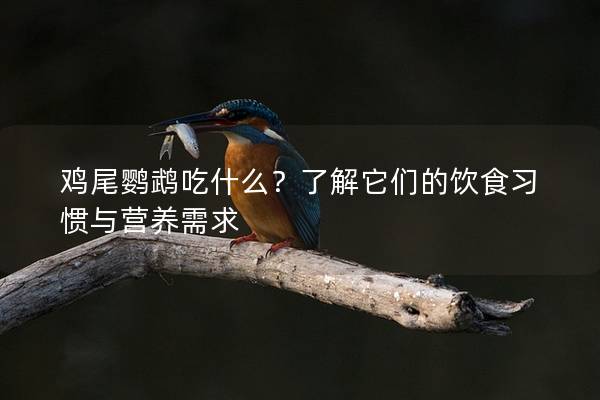 鸡尾鹦鹉吃什么？了解它们的饮食习惯与营养需求