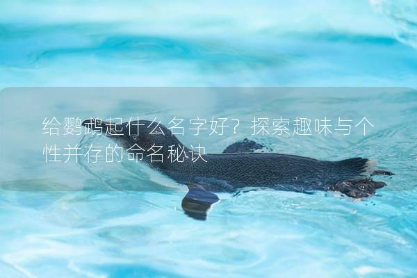 给鹦鹉起什么名字好？探索趣味与个性并存的命名秘诀