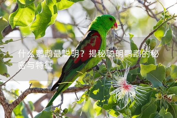 什么鹦鹉最聪明？揭秘聪明鹦鹉的秘密与特征