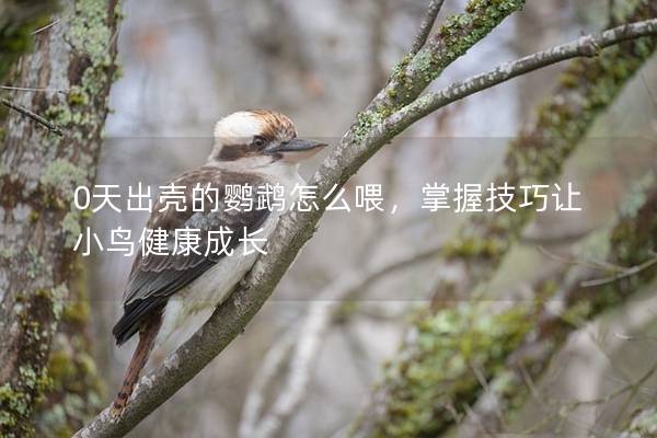 0天出壳的鹦鹉怎么喂，掌握技巧让小鸟健康成长