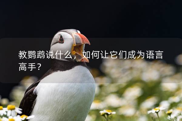教鹦鹉说什么，如何让它们成为语言高手？