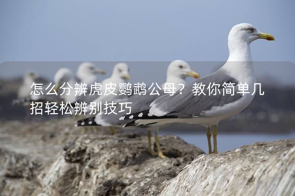 怎么分辨虎皮鹦鹉公母？教你简单几招轻松辨别技巧