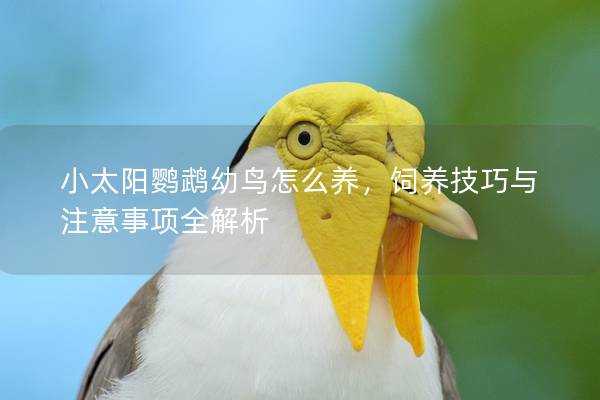 小太阳鹦鹉幼鸟怎么养，饲养技巧与注意事项全解析