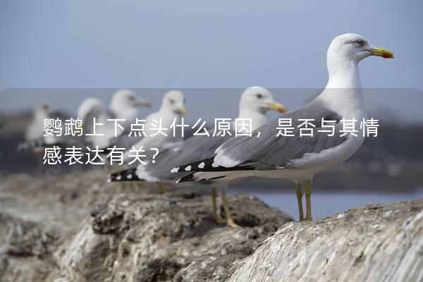 鹦鹉上下点头什么原因，是否与其情感表达有关？