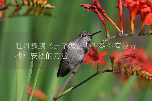 牡丹鹦鹉飞走了怎么办？教你有效寻找和安抚的方法