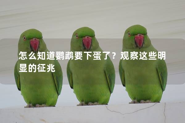 怎么知道鹦鹉要下蛋了？观察这些明显的征兆