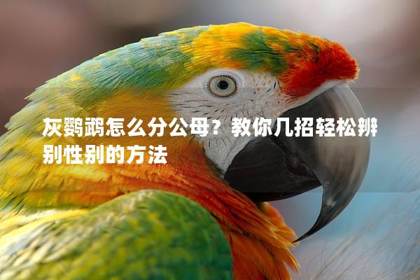 灰鹦鹉怎么分公母？教你几招轻松辨别性别的方法