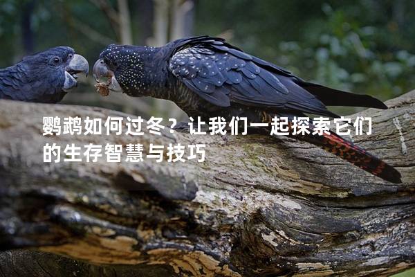 鹦鹉如何过冬？让我们一起探索它们的生存智慧与技巧