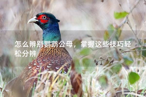 怎么辨别鹦鹉公母，掌握这些技巧轻松分辨