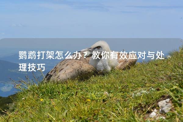 鹦鹉打架怎么办？教你有效应对与处理技巧