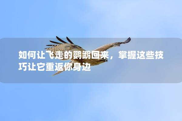 如何让飞走的鹦鹉回来，掌握这些技巧让它重返你身边
