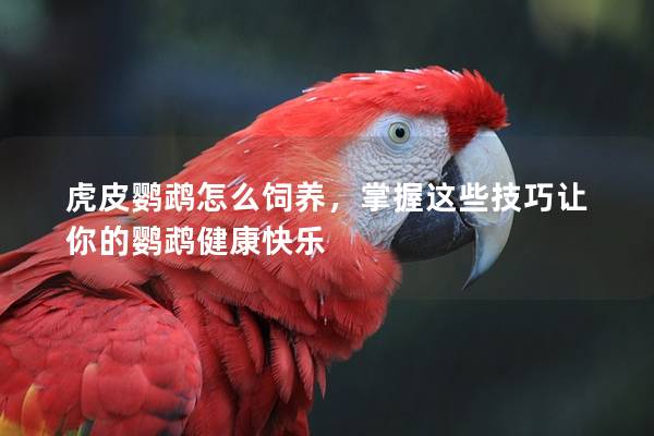 虎皮鹦鹉怎么饲养，掌握这些技巧让你的鹦鹉健康快乐