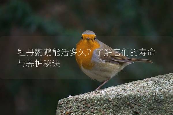 牡丹鹦鹉能活多久？了解它们的寿命与养护秘诀