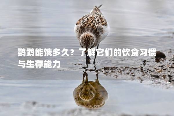 鹦鹉能饿多久？了解它们的饮食习惯与生存能力