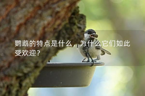 鹦鹉的特点是什么，为什么它们如此受欢迎？