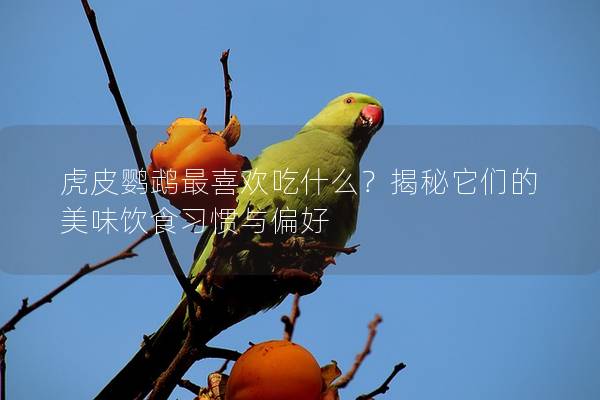 虎皮鹦鹉最喜欢吃什么？揭秘它们的美味饮食习惯与偏好