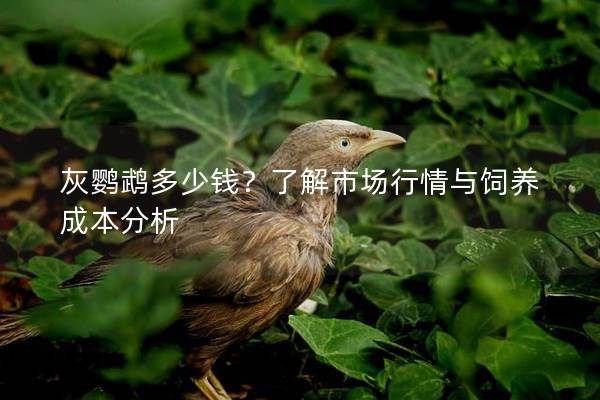 灰鹦鹉多少钱？了解市场行情与饲养成本分析