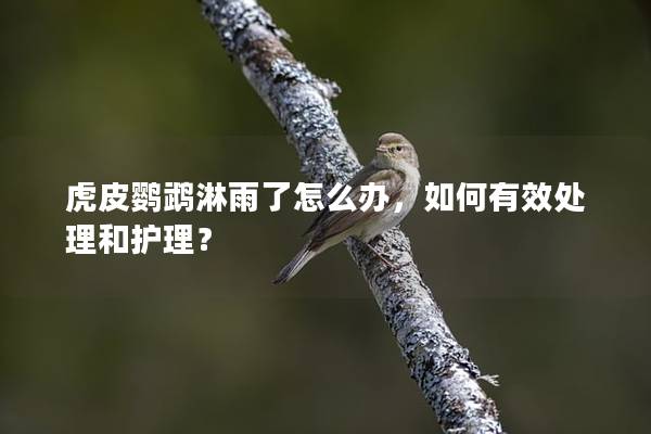 虎皮鹦鹉淋雨了怎么办，如何有效处理和护理？