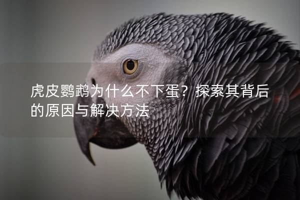 虎皮鹦鹉为什么不下蛋？探索其背后的原因与解决方法