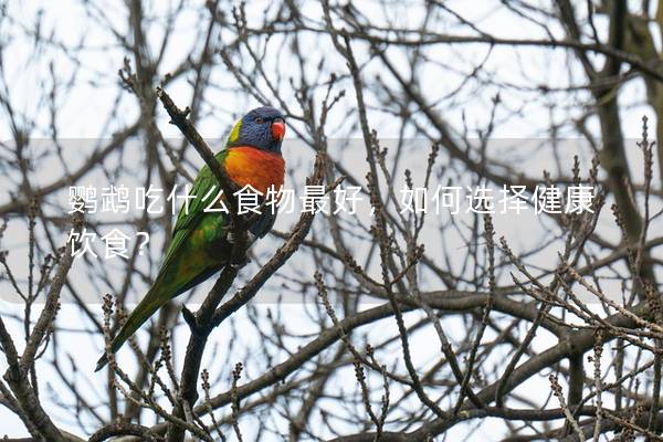 鹦鹉吃什么食物最好，如何选择健康饮食？