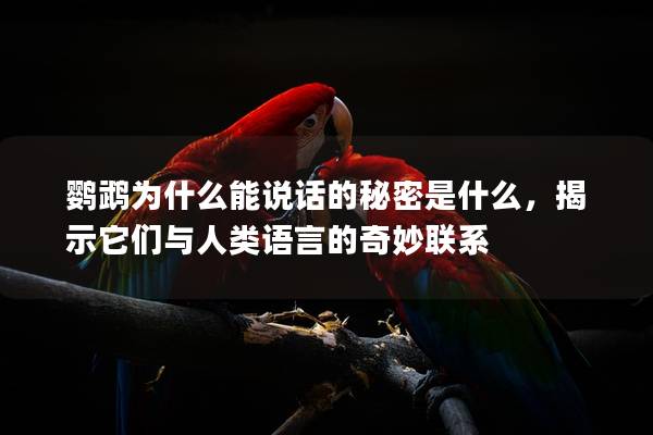 鹦鹉为什么能说话的秘密是什么，揭示它们与人类语言的奇妙联系