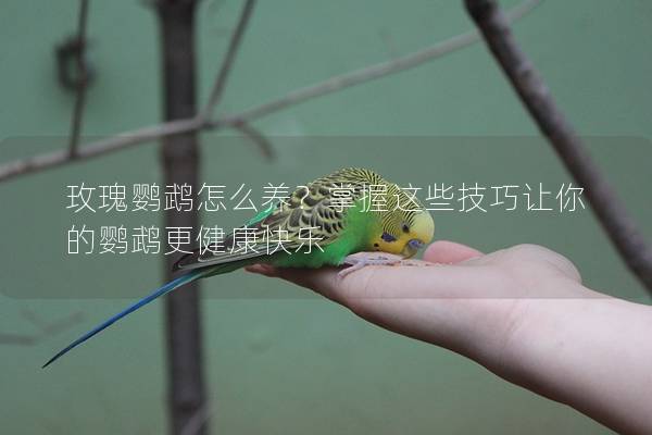 玫瑰鹦鹉怎么养？掌握这些技巧让你的鹦鹉更健康快乐