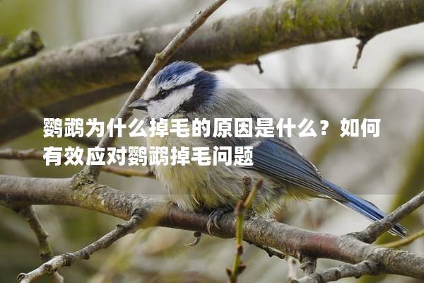 鹦鹉为什么掉毛的原因是什么？如何有效应对鹦鹉掉毛问题