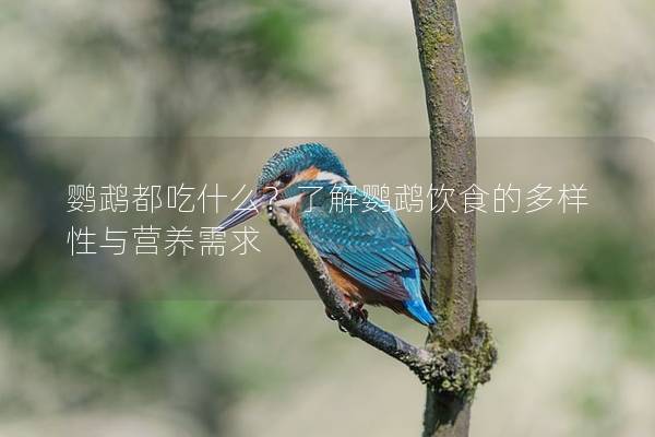 鹦鹉都吃什么？了解鹦鹉饮食的多样性与营养需求