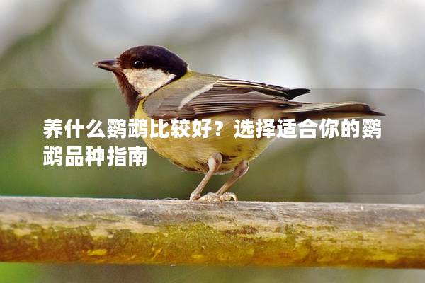 养什么鹦鹉比较好？选择适合你的鹦鹉品种指南