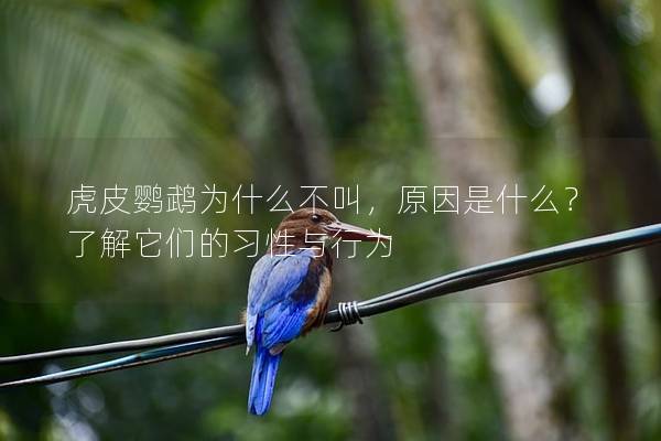 虎皮鹦鹉为什么不叫，原因是什么？了解它们的习性与行为
