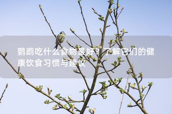 鹦鹉吃什么食物最好？了解它们的健康饮食习惯与建议