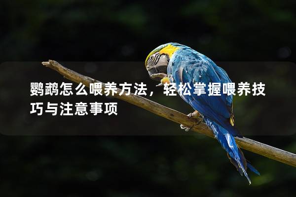 鹦鹉怎么喂养方法，轻松掌握喂养技巧与注意事项