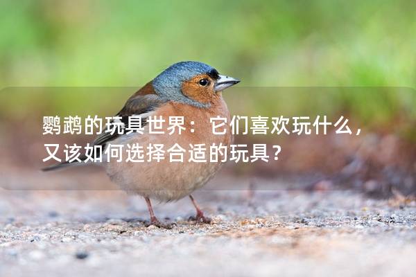 鹦鹉的玩具世界：它们喜欢玩什么，又该如何选择合适的玩具？