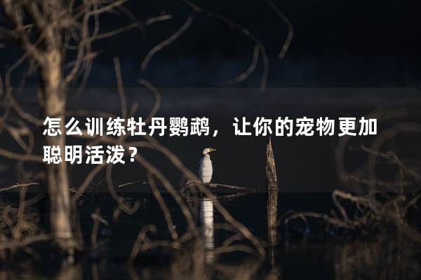 怎么训练牡丹鹦鹉，让你的宠物更加聪明活泼？